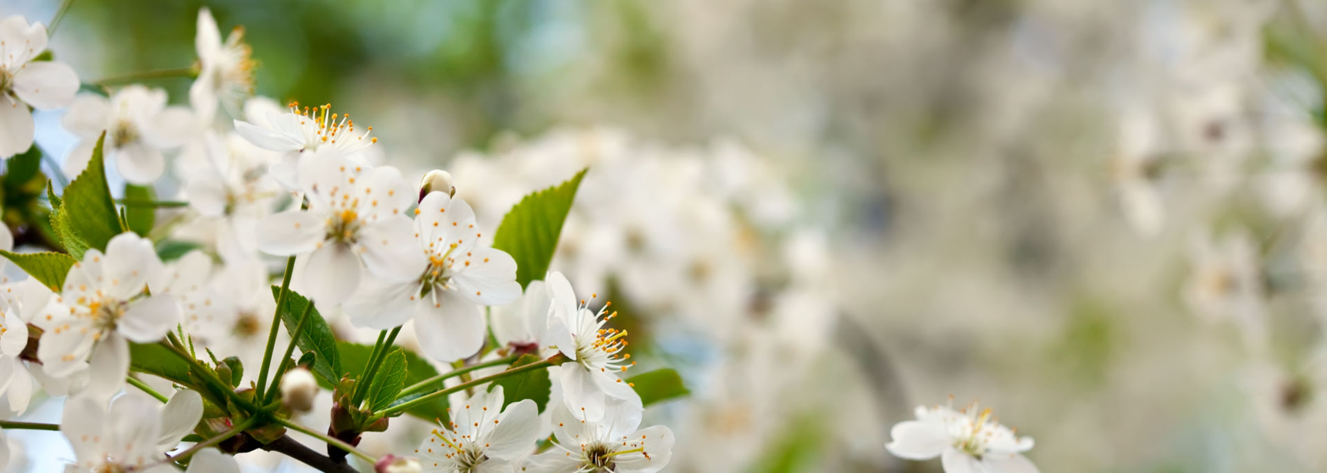 Concrétisez vos projets immobiliers avec IMMOREV.com !
