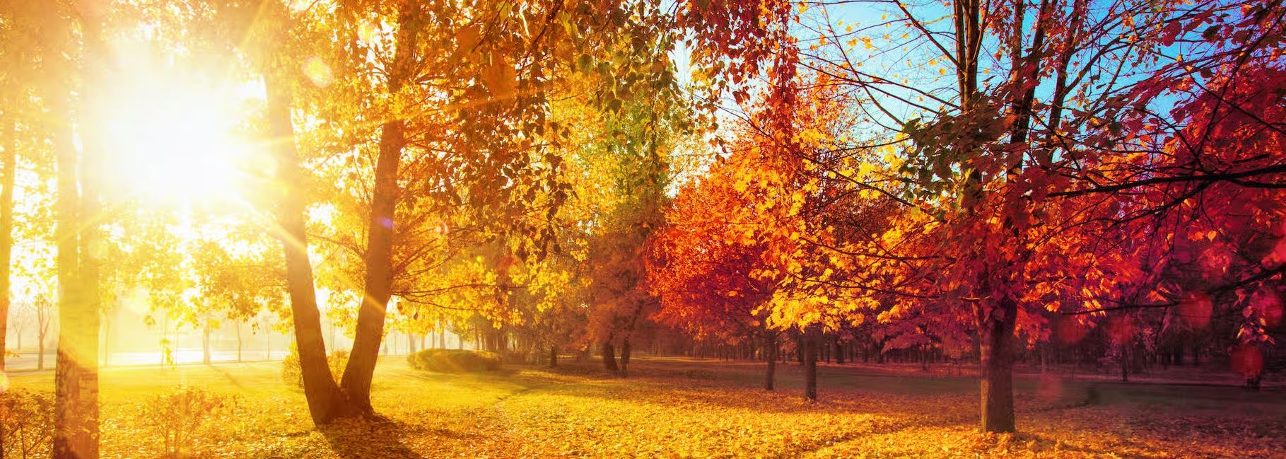 Concrétisez vos projets immobiliers avec IMMOREV.com !
