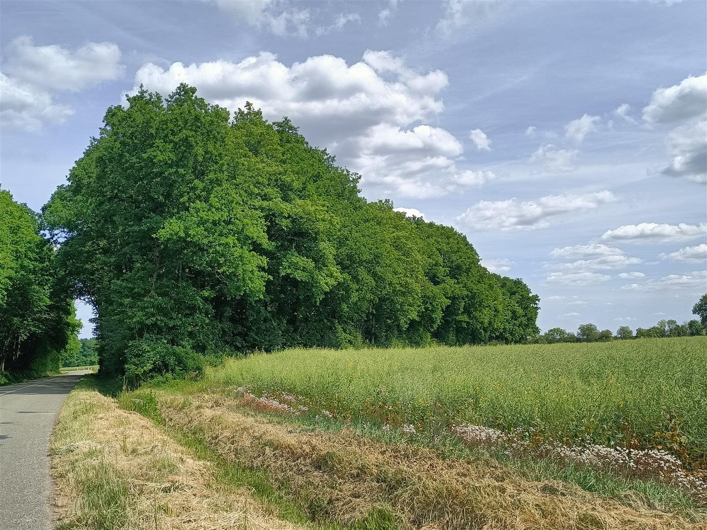 TERRAIN DE LOISIRS EN PARCELLE DE BOIS NON CONSTRUCTIBLE d'une superficie de 6 925 m2.LA Ferté VIDAME