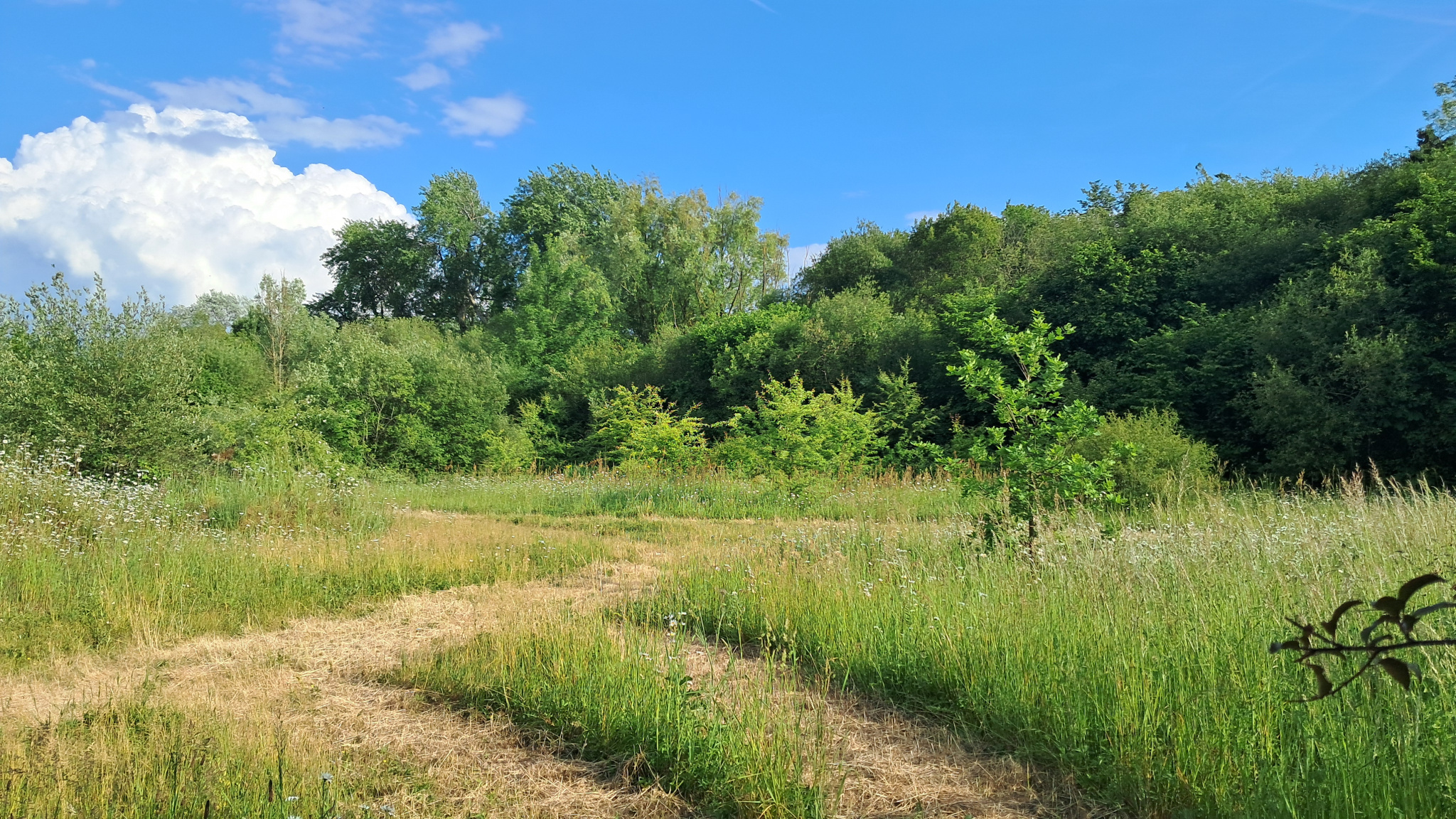 Terrain de loisirs de 20 307 m2 avec plan d'eau. Pour amateurs de nature.SENONCHES